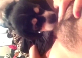 Hairy mommy has her tiny dog stepson licking