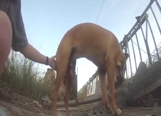 Doggystyle fuck with a brown dog outdoors