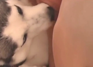 Bestiality sex with a scared-looking dog and a guy