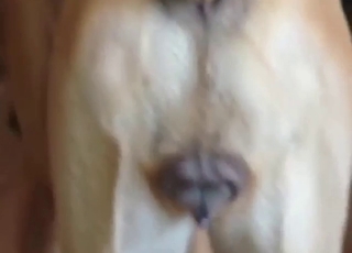 Boxer dog tease with sexy pussy being flaunted