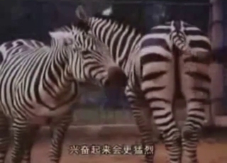 Zebra fuck scene with two beasts doing it