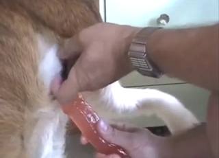 Saint Bernard's hole is used for toy play today