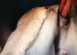 Guy with a nice-looking penis fucks a Great Dane