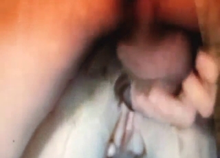 Guy with a nice-looking penis fucks a Great Dane