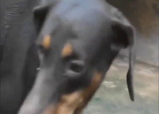 Dog-on-dog fuck with a large cock knotting her