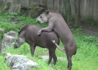 Tapir porn showing sexy, cute animals fucking