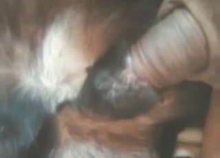 Gay frottage and other fun stuff with a dog