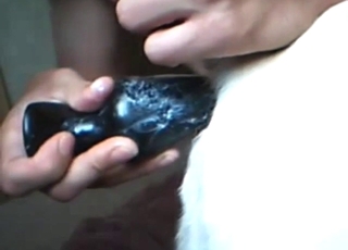 White dog is going to enjoy anal play in this one