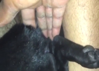 Dog's oozing, musky hole is used for pleasure
