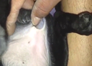 Dog's oozing, musky hole is used for pleasure