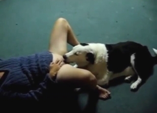 Dog cunnilingus compilation with hot orgasms