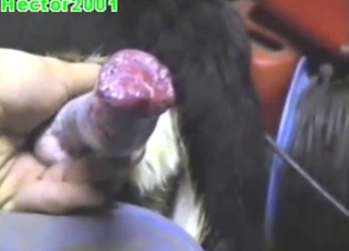 Zoo XXX is all about that throbbing cock up close