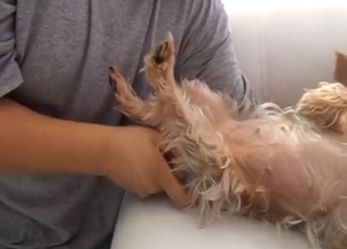 Bestiality porn with a Yorkshire Terriere fingered