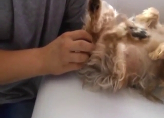 Bestiality porn with a Yorkshire Terriere fingered
