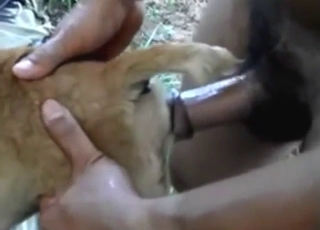 Zoophile porn from Thailand: dog takes it well