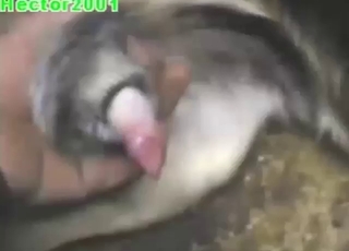 Zoo porn shows a guy jerking a dog's big dick