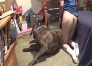 Slutty zoophile with dark hair takes dog dick