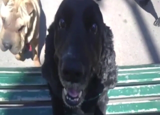 Public video that shows a dog teasing with hard-on