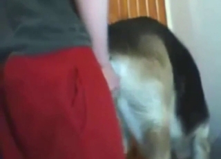 Dog with a tight hole gets fucked from behind