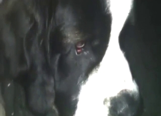 Piss fetish porn movie with a slutty doggo