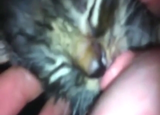 Titty licker kitten gets aroused in a POV movie