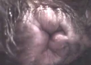 Horny zoophile with big balls fucking a dog