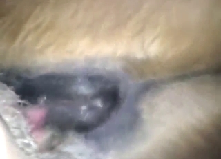 Slutty mare in a zoo porn movie with fingering