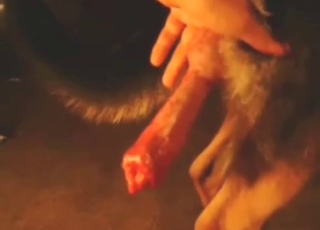 POV zoo sex with a nice blowjob that gets it off
