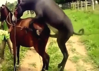 Every zoophile should be watching donkey porn