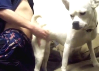 Hot zoo porn shows a zoophilic guy and a dog