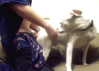 Hot zoo porn shows a zoophilic guy and a dog