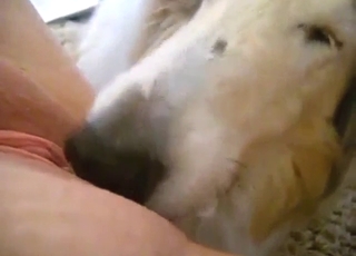 Hard-working doggo licking that zoophile vag