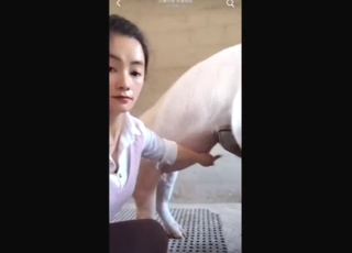Pig-sucking Chinese lady practicing her craft