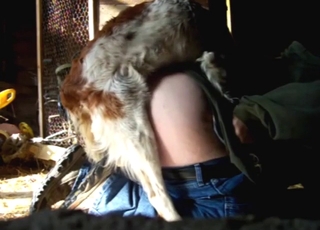 Animal knotting that ass during doggystyle