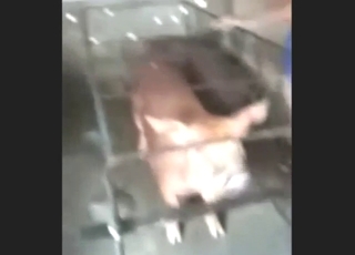 Pig fucker from Vietnam shows his skills