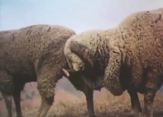 Every zoophile must love sheep-fucking porn