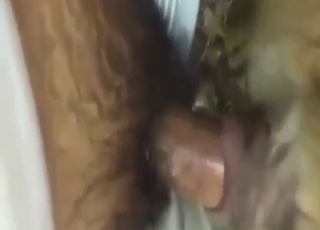 Dog-screwing bestiality porn from Thailand
