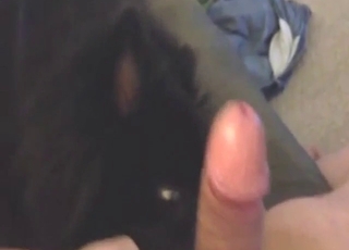 POV zoophile porn shows a sexy dog licking dick
