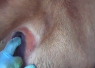 Cow in zoo sex: hot fingering and nice close-ups