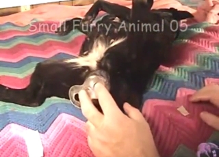 Build-up to hot bestiality sex: dog gets teased