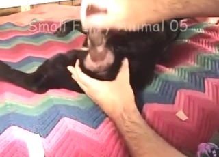 Build-up to hot bestiality sex: dog gets teased