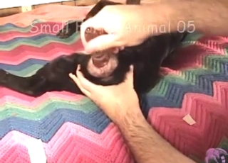 Build-up to hot bestiality sex: dog gets teased