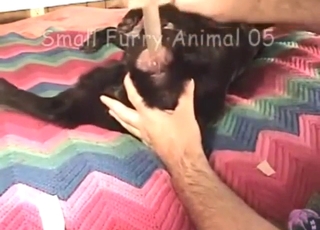 Build-up to hot bestiality sex: dog gets teased