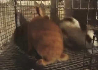 Rabbit-on-rabbit fucking with lots of legit orgasm