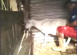 White goat getting off with deep doggystyle