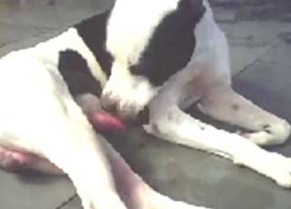Solo Pitbull sucking his own penis for fun