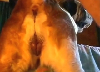 Dog-fucking guy is going to make it scream