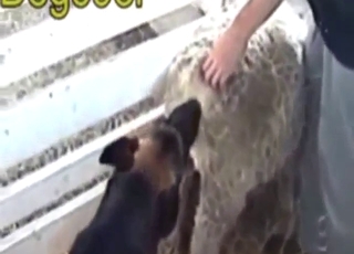 Sheep gets fucked by a dog in a messy movie