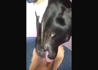 Hard and fast zoophilic banging with a sexy dog
