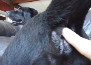 Guy is going to finger that black Lab for fun